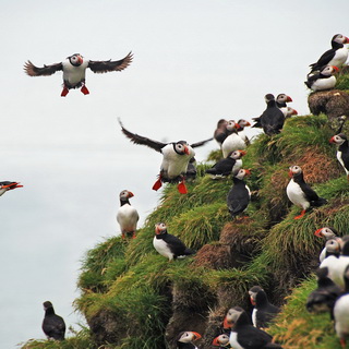Ingólfshöfdi - Puffins